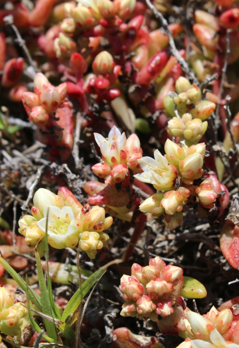 A large cluster of very short plants with red stems and white flowers