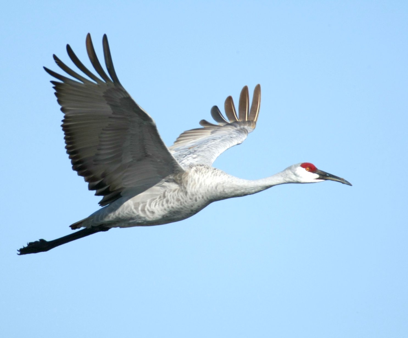 Greater sandhill crane at Steve Thompson North Central Valley Wildlife ...