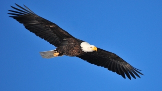 An adult bald eagle soars in front of a bright blue sky.