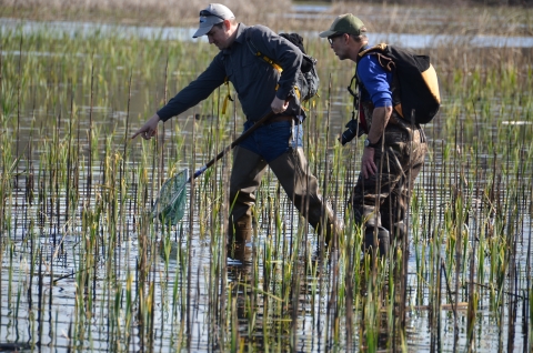 Two people in waders walk through ankle deep water with young reeds growing out of the water. The person in front holds a net and points to something in the water.