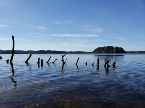 A view of a calm lake with woody branches above the water surface. There is a small island with trees in the distance.