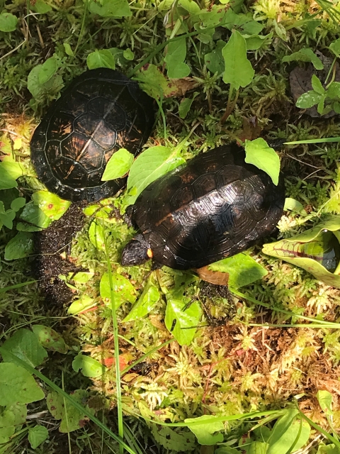 Bog turtles at Chattahoochee Forest NFH