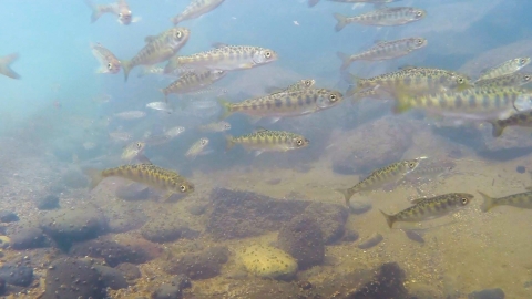 Underwater photo of small fish swimming in a body of water with a rocky bottom