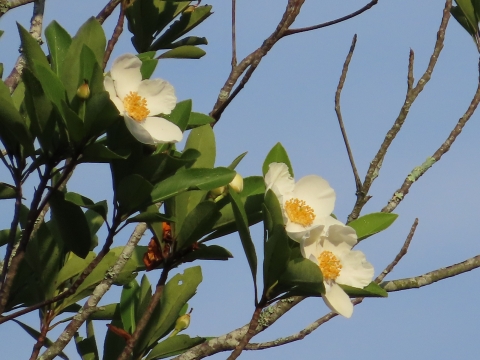 Cream-petaled with orange center Loblolly flowers next to green leaves