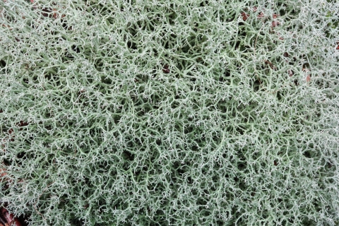 A mass of fibrous lichen