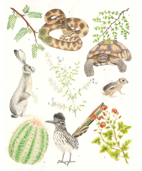 Illustration of several species found in the Creosote community life zone.