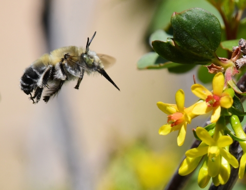 A digger bee approaches golden currant flowers