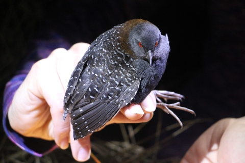 An Eastern black rail being held gently by a researcher during a survey. The bird has dark feathers with white speckles on its back. It has red eyes and large feet. 