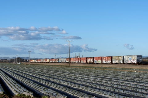 Rows of strawberry plants wrapped in plastic stretch into the distance with a line of railroad box cars in the background beneath a blue sky with scattered clouds.