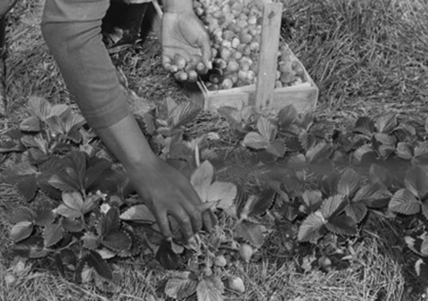 Black and white picture of a person's hands tending low, broad-leafed strawberry plants with large berries growing near the ground. A basket of picked strawberries is behind the plants.