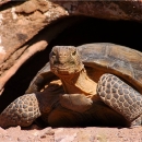 Mojave desert tortoise