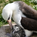 Adult Laysan albatross with chick on Midway Atoll