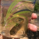 Trout in the Classroom program