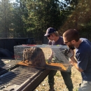 2 men in t-shirts peer into a rectangular cage as they slide it into the back of a pickup, with a beaver inside the cage.