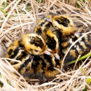 A bird nest with three chicks in it.