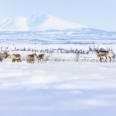 Eight caribou stand in a row in the snow on Selawik Refuge. Behind them, blue and white mountains emerge.