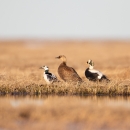 A male Steller's eider with a pair of spectacled eider at the edge of a tundra pond