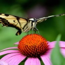 Tiger swallowtail butterfly on purple coneflower