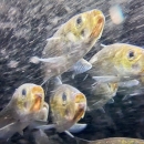 River Herring Returning up the Merrimack River