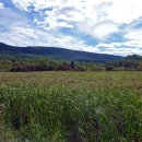 A field of tall waving grass is visible in the foreground. Behind that, near the horizon, trees begin to appear, and behind them green mountains. The sky is blue with spectacular white clouds.