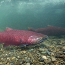 A fish with a reddish tone body with black spots on upper part of body, this side view of a Chinook salmon shows the salmon swimming right above a gravel riverbed.