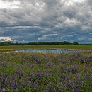 Spring scene, flowers in bloom