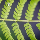 Close-up photo of Serianthes nelsonii