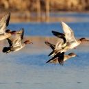An image of green-winged teal flying over water.
