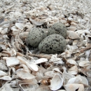 Three dark gray, spotted bird eggs lie on a bed of broken mussel shells