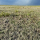 A field at Buffalo Lake National Wildlife Refuge against a dark blue sky.