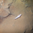 white, translucent fish swims in cave stream