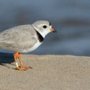 Grey, white and black bird on sand in the foreground