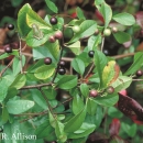 A green leafy shrub with purplish-black berries.