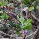An ‘ākohekohe sits on a branch. It has a black body with orange patches strewn throughout its body. An orange circle outlines its eye.
