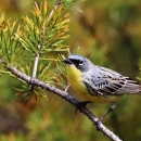 Kirtland's warbler perched in a tree
