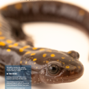 front cover of a magazine featuring a dark colored salamander with yellow spots