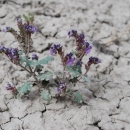 Image of North Park phacelia, a small plant in muddy soil with purple flowers and green leaves