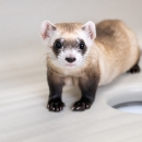 A black-footed ferret in their enclosure.