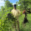 Matt shows the Mikania, invasive vine at the Guam National Wildlife Refuge