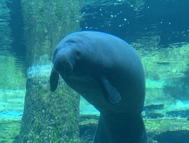 a manatee floating in a tank