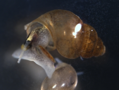 Extreme close-up of a tiny brown snail.