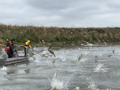 A boat carrying two employees with nets and an operator navigates the water as silver carp jump into the air