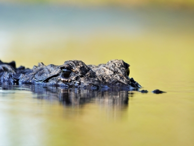 An alligator swims at Okefenokee Swamp
