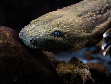 Portrait of a hellbender under water