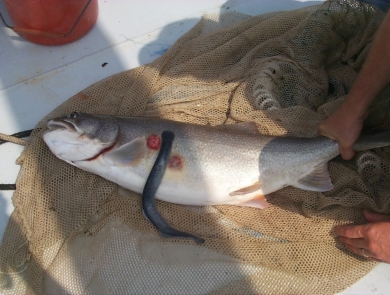 A lake trout with red, circular wounds and a sea lamprey attached, eating its side.