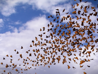 Group of monarchs migrating in the sky