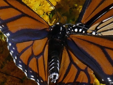 A group of monarch butterflies find food and habitat at St. Marks National Wildlife Refuge.