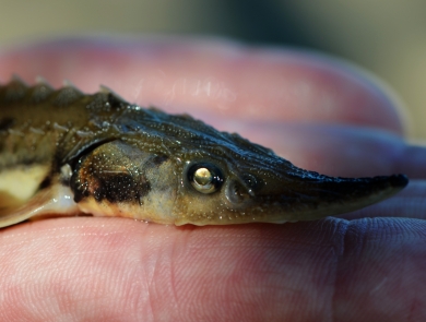 A biologist holds a juvenile lake sturgeon