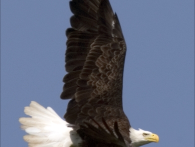 Bald eagle in flight