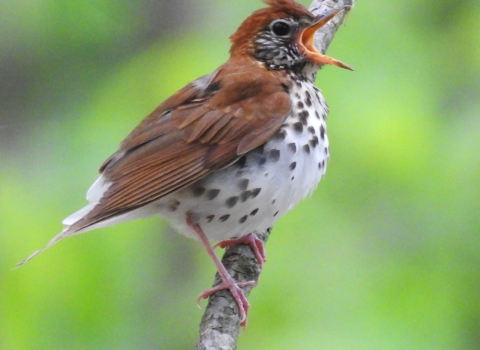 a brown bird with a white, spotted belly perched with its mouth open